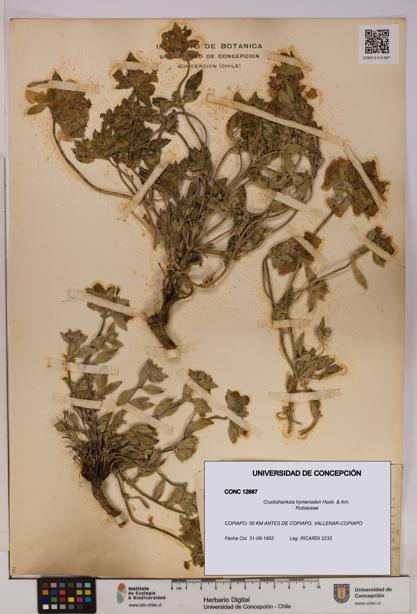 Cruckshanksia hymenodon [Espécimen: UDEC:CONC:0012887]