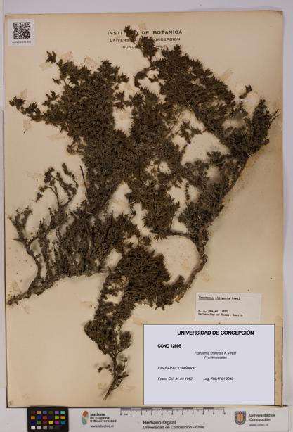 Frankenia chilensis [Espécimen: UDEC:CONC:0012895]