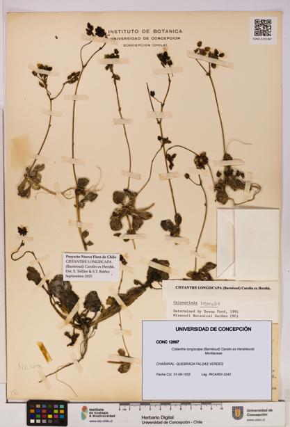 Cistanthe longiscapa [Espécimen: UDEC:CONC:0012897]