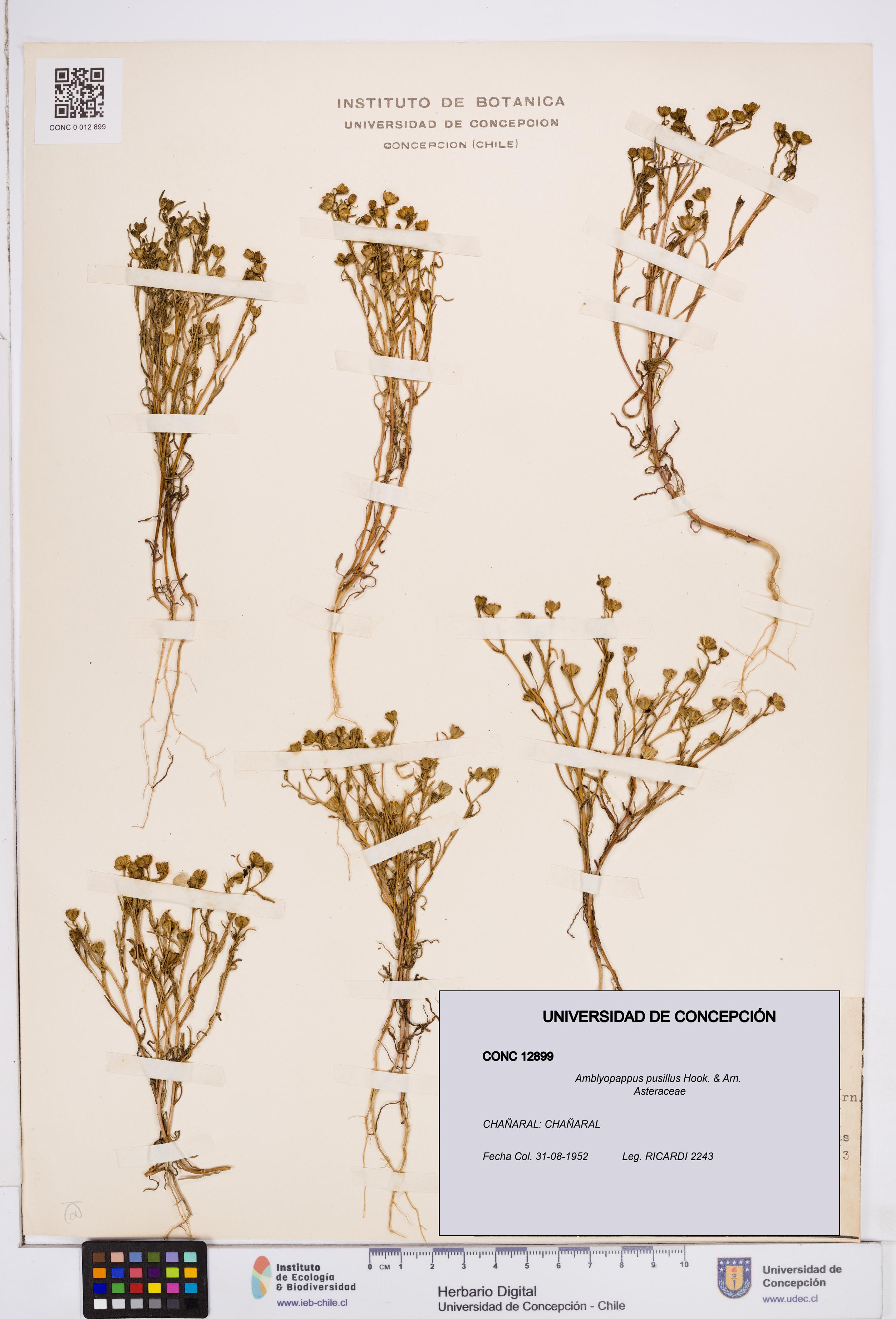 Amblyopappus pusillus [Espécimen: ]