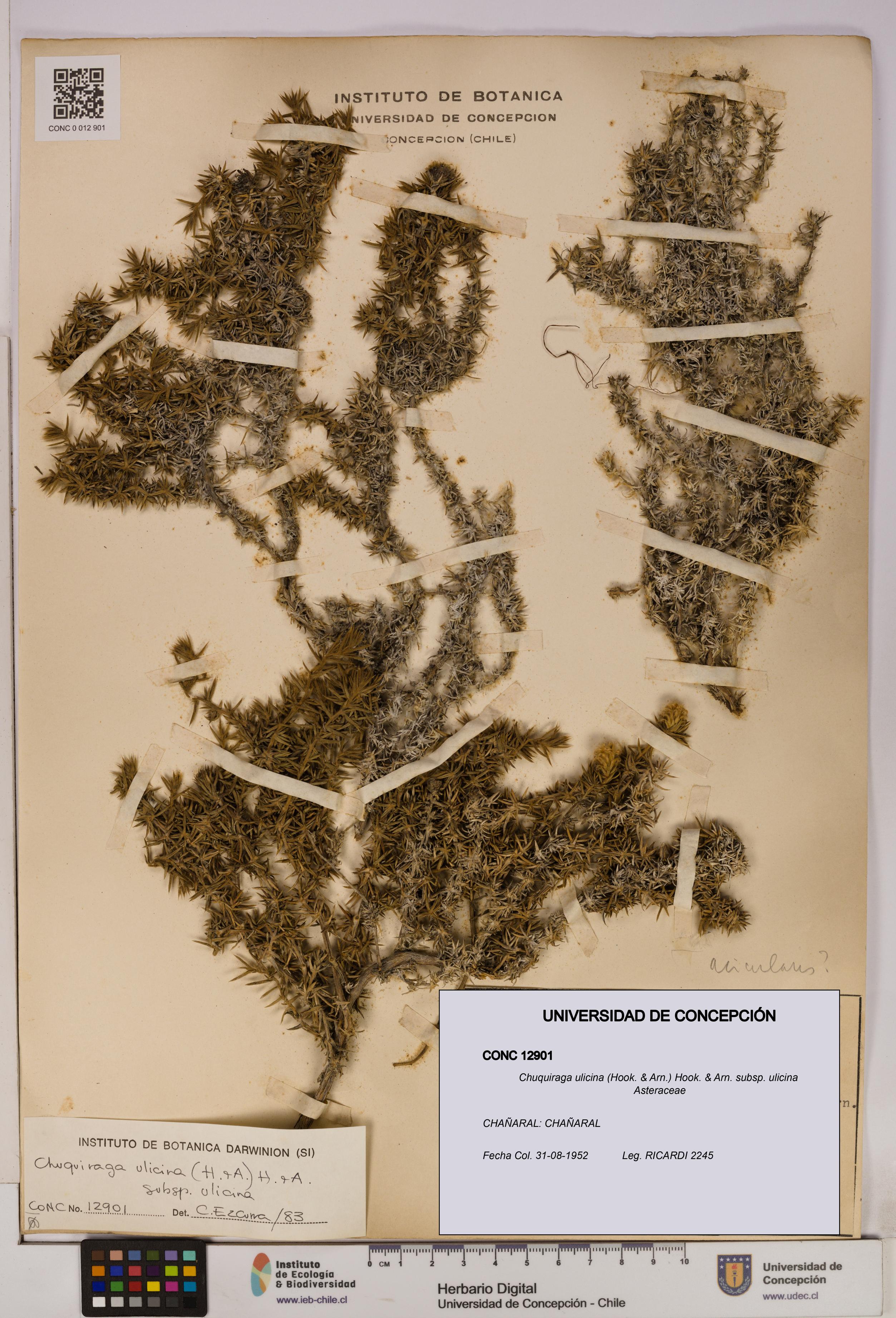 Chuquiraga ulicina subsp. ulicina [Espécimen: UDEC:CONC:0012901]