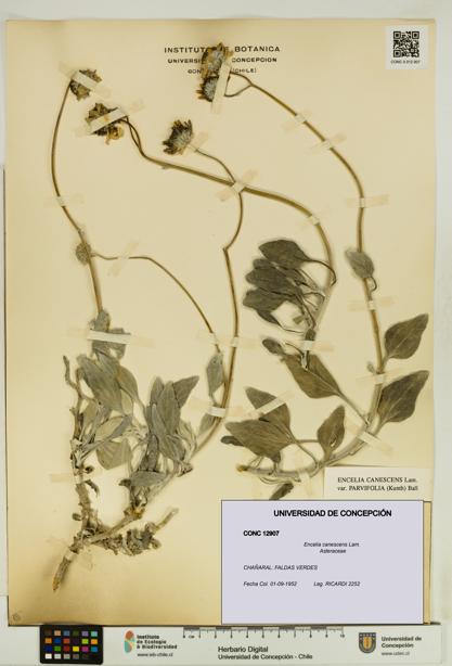 Encelia canescens [Espécimen: UDEC:CONC:0012907]