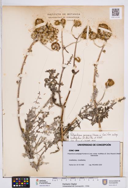 Polyachyrus poeppigii subsp. multifidus [Espécimen: ]