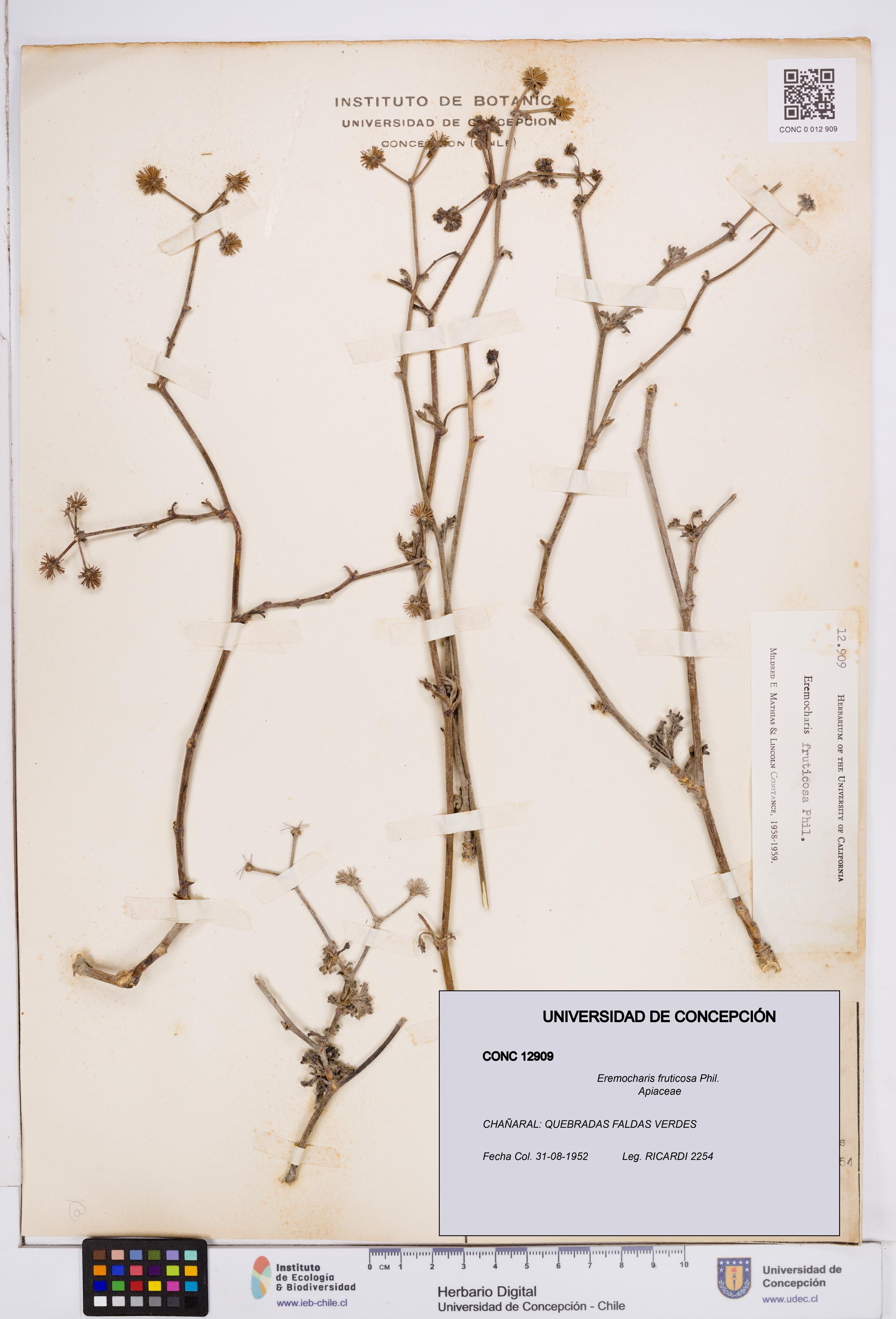 Eremocharis fruticosa [Espécimen: ]