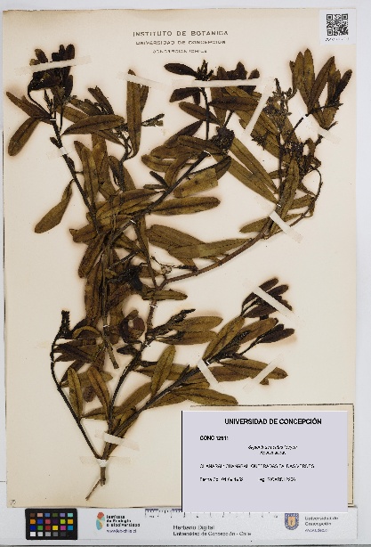 Skytanthus acutus [Espécimen: UDEC:CONC:0012911]