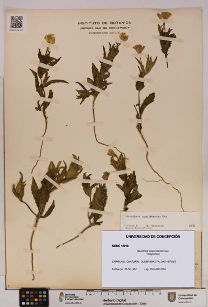 Oenothera coquimbensis [Espécimen: UDEC:CONC:0012913]