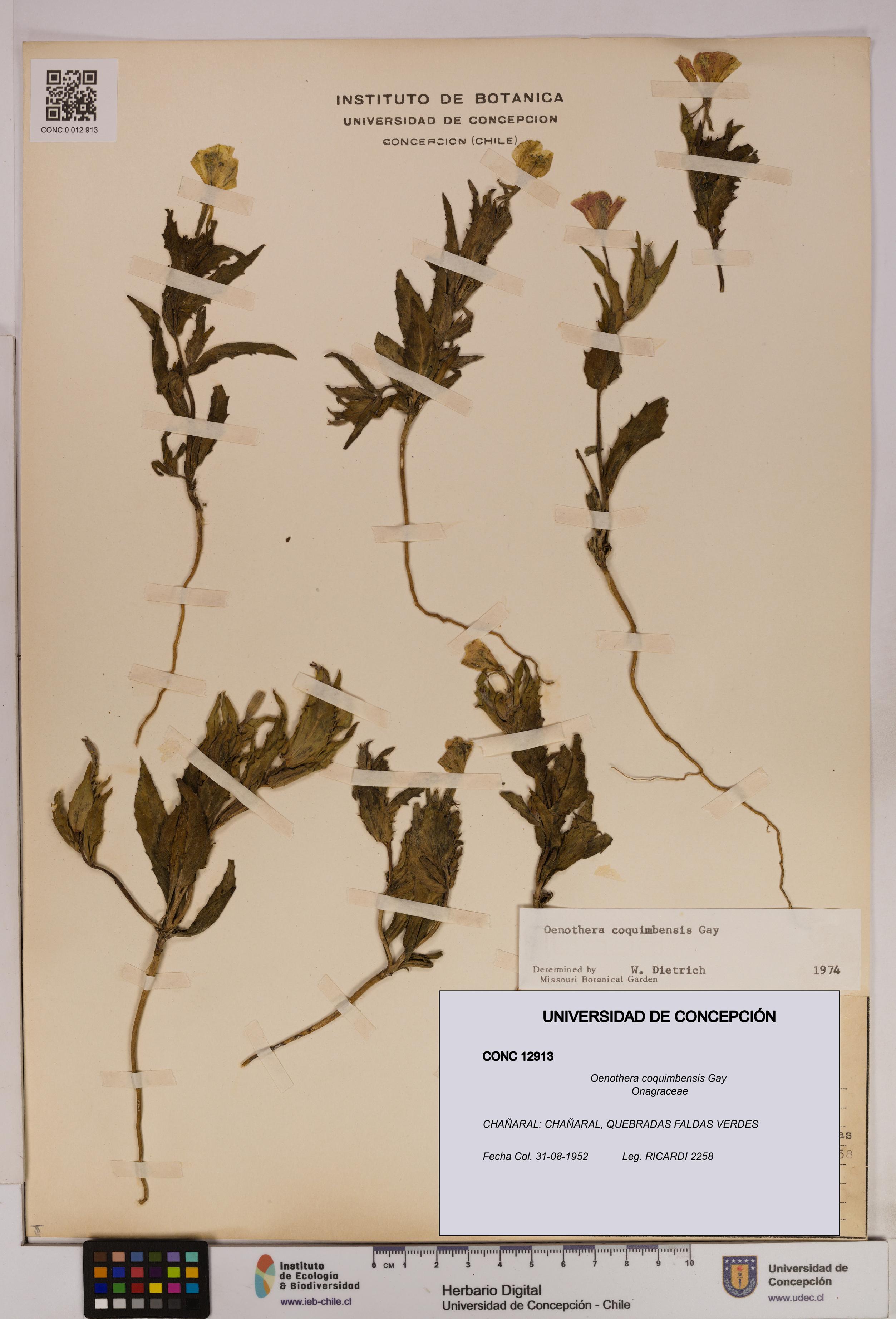 Oenothera coquimbensis [Espécimen: UDEC:CONC:0012913]