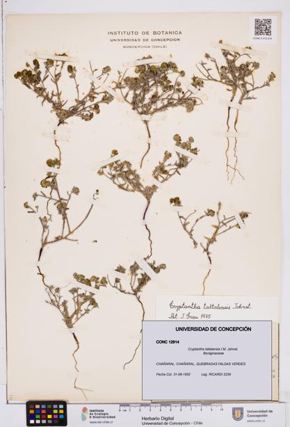 Cryptantha taltalensis [Espécimen: ]