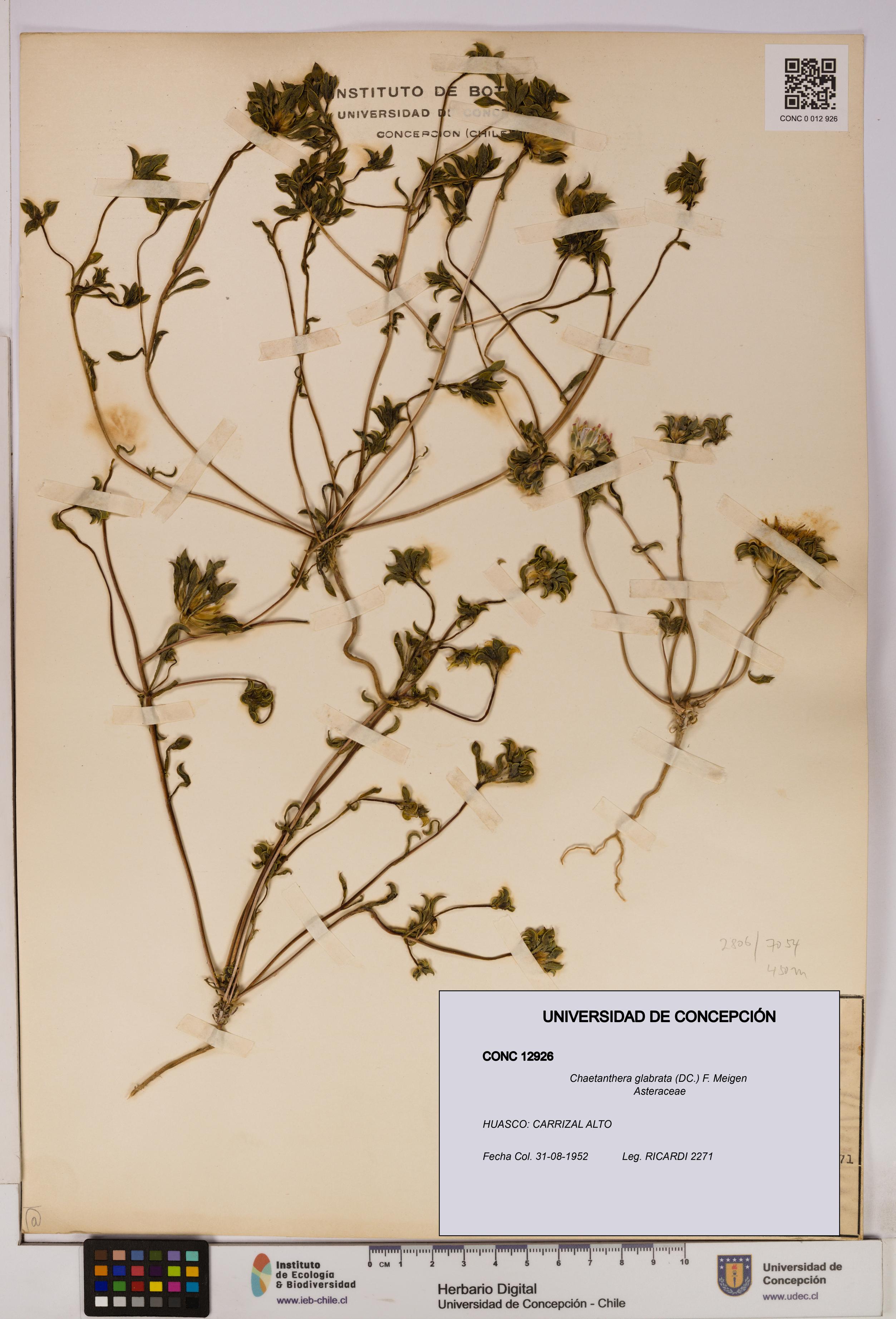 Chaetanthera glabrata [Espécimen: UDEC:CONC:0012926]