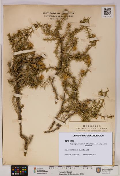 Chuquiraga ulicina subsp. ulicina [Espécimen: UDEC:CONC:0012927]