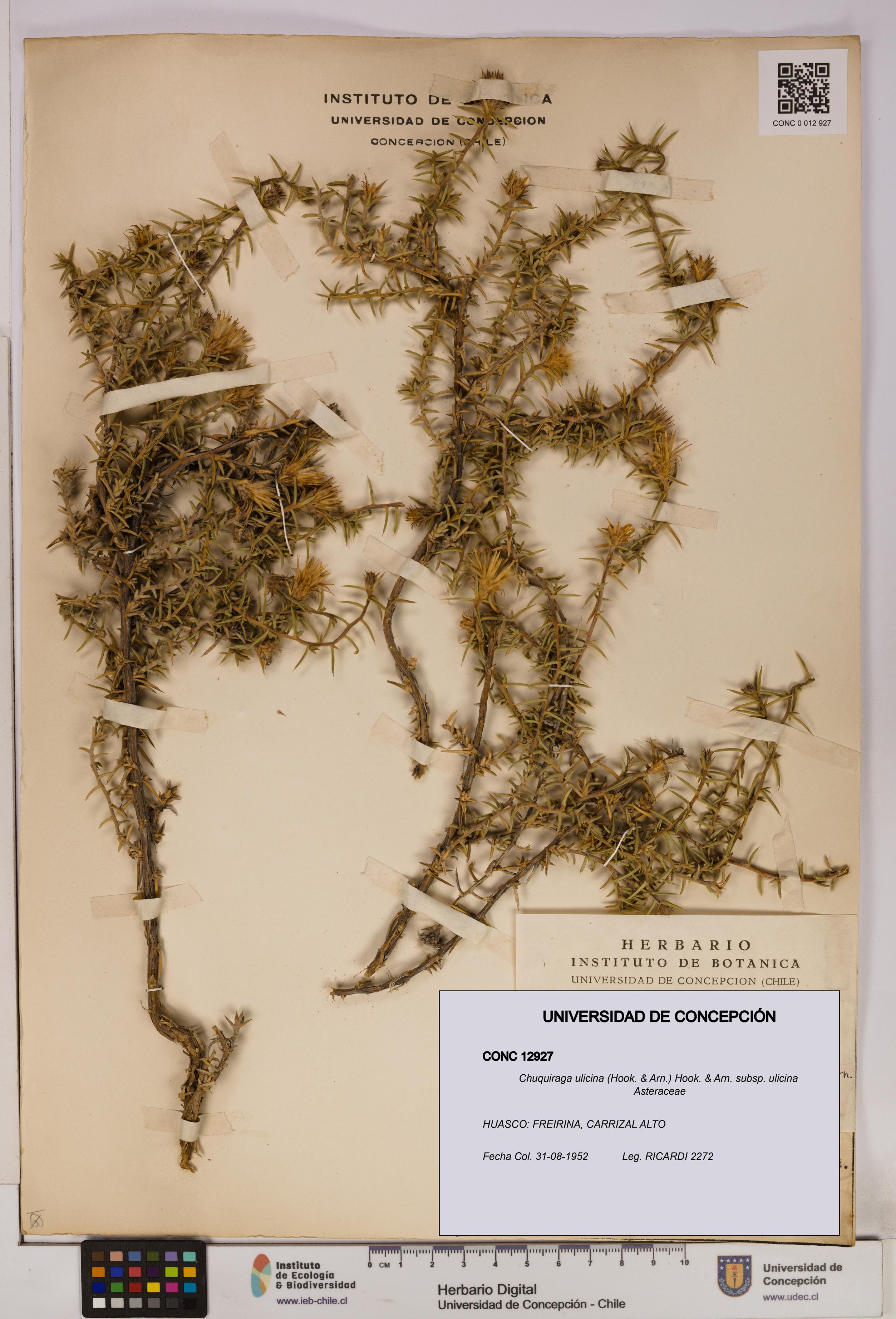 Chuquiraga ulicina subsp. ulicina [Espécimen: UDEC:CONC:0012927]