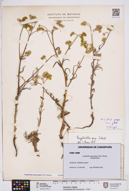Cryptantha macrocalyx [Espécimen: ]