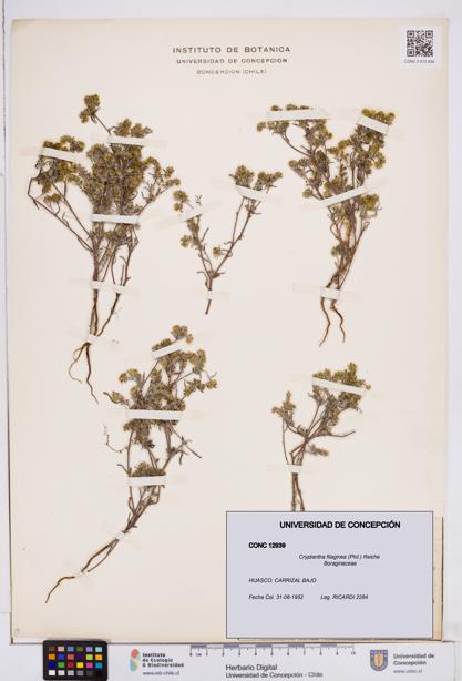 Cryptantha filaginea [Espécimen: ]