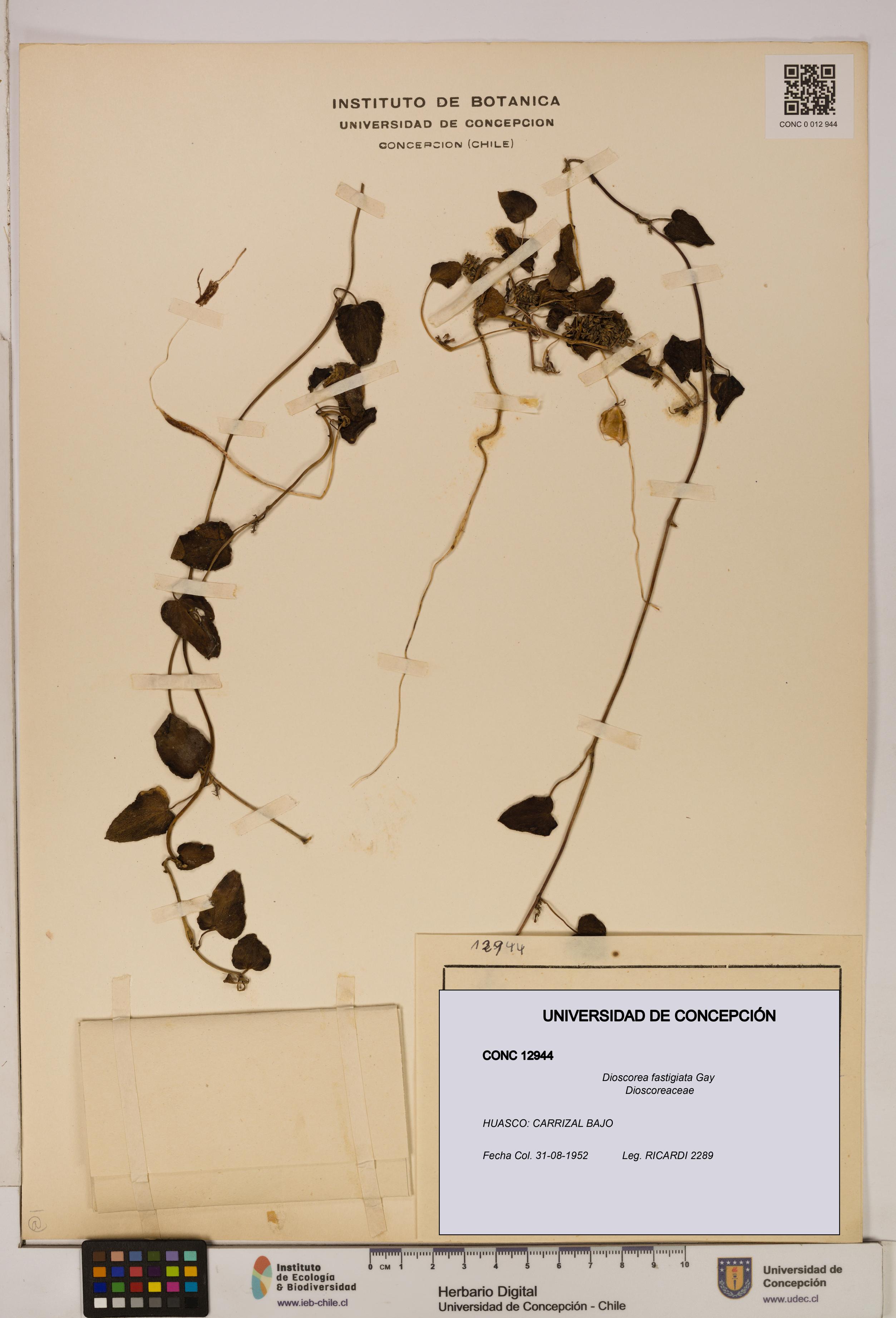 Dioscorea fastigiata [Espécimen: ]