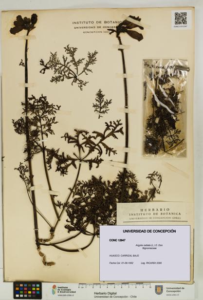 Argylia radiata [Espécimen: UDEC:CONC:0012947]