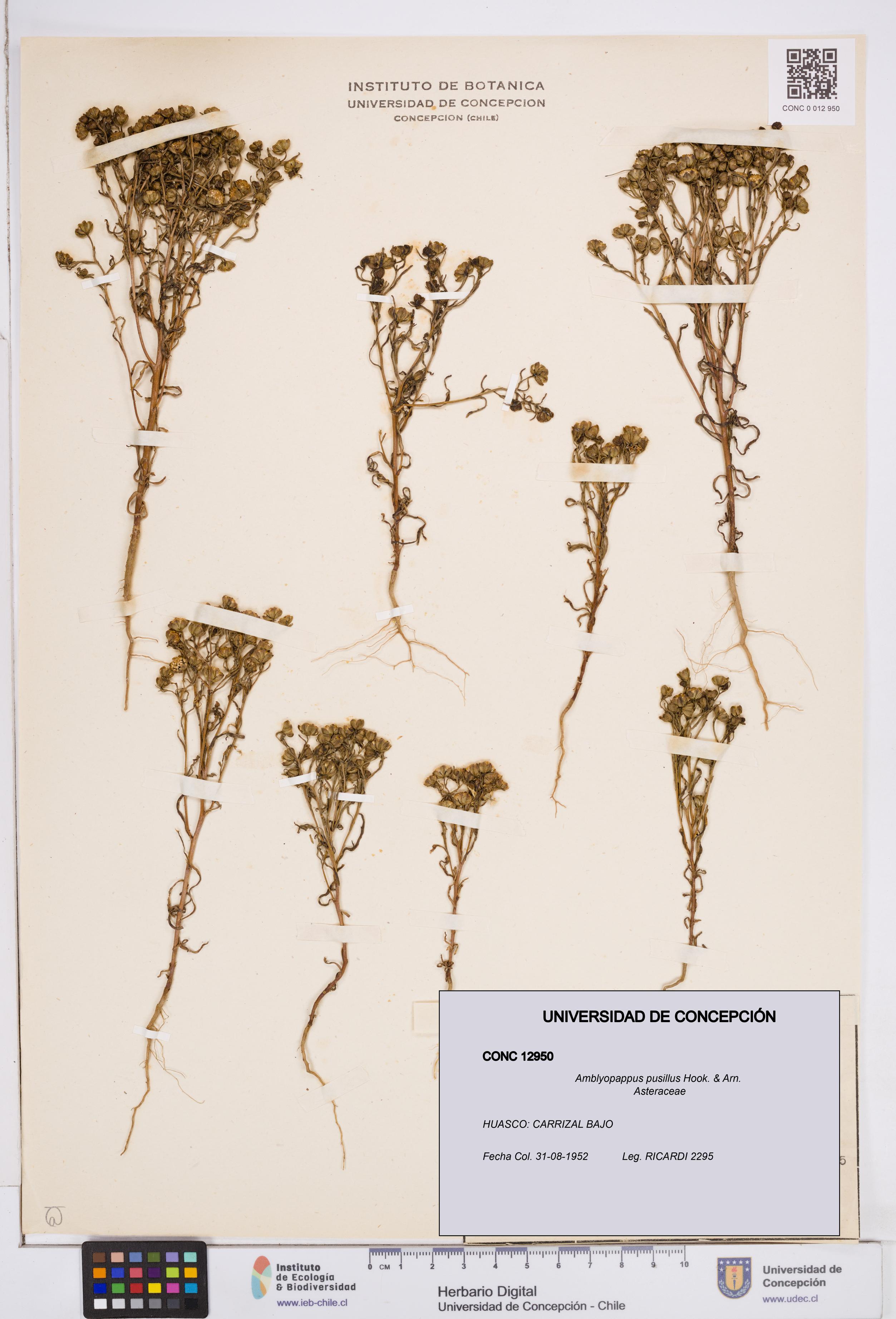 Amblyopappus pusillus [Espécimen: ]