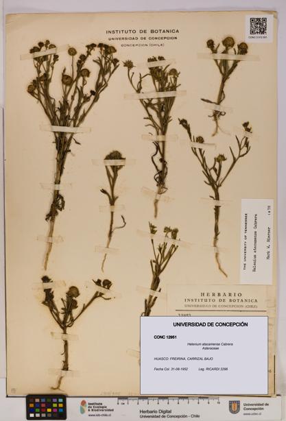Helenium atacamense [Espécimen: UDEC:CONC:0012951]