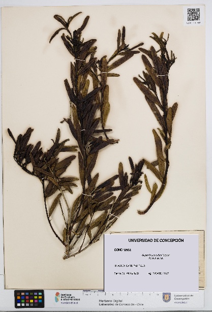 Skytanthus acutus [Espécimen: UDEC:CONC:0012952]