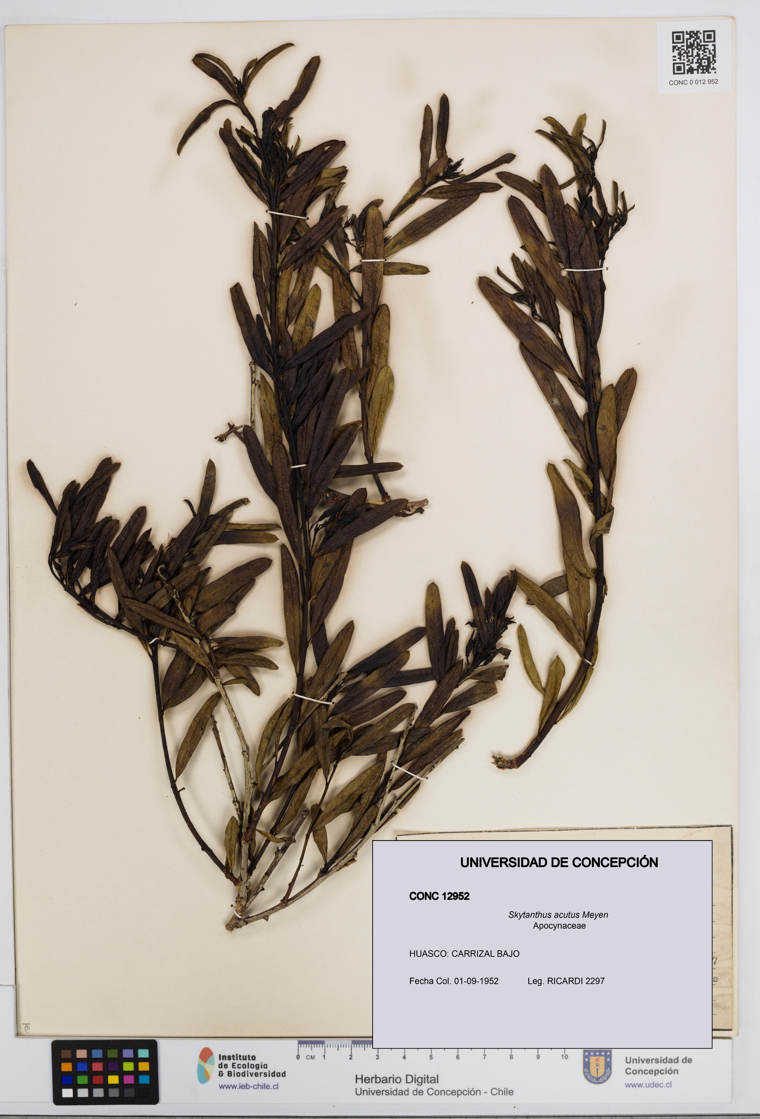 Skytanthus acutus [Espécimen: UDEC:CONC:0012952]