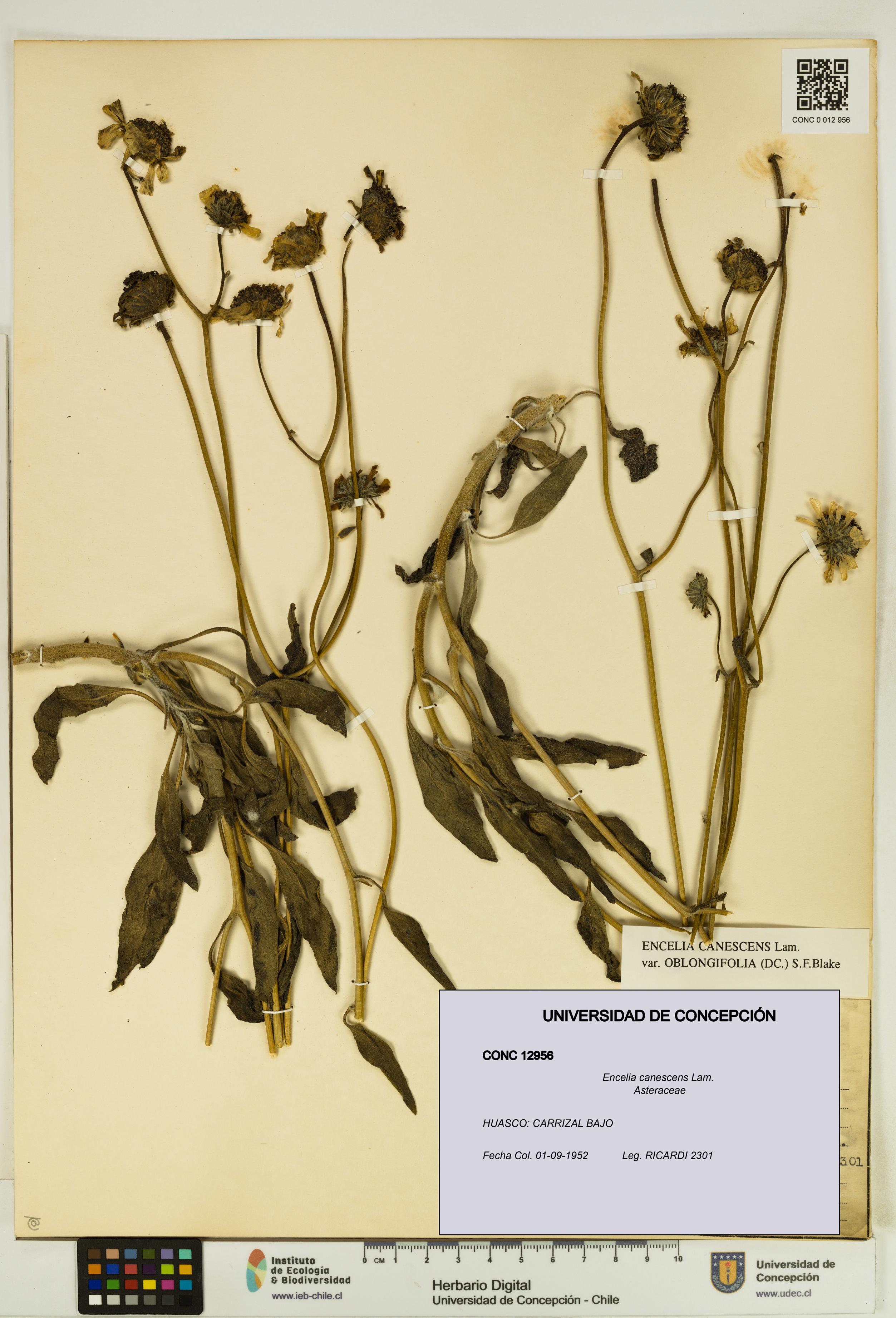 Encelia canescens [Espécimen: UDEC:CONC:0012956]
