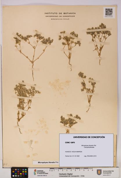 Microphyes litoralis [Espécimen: UDEC:CONC:0012970]