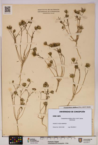 Chaetanthera albiflora [Espécimen: UDEC:CONC:0012972]