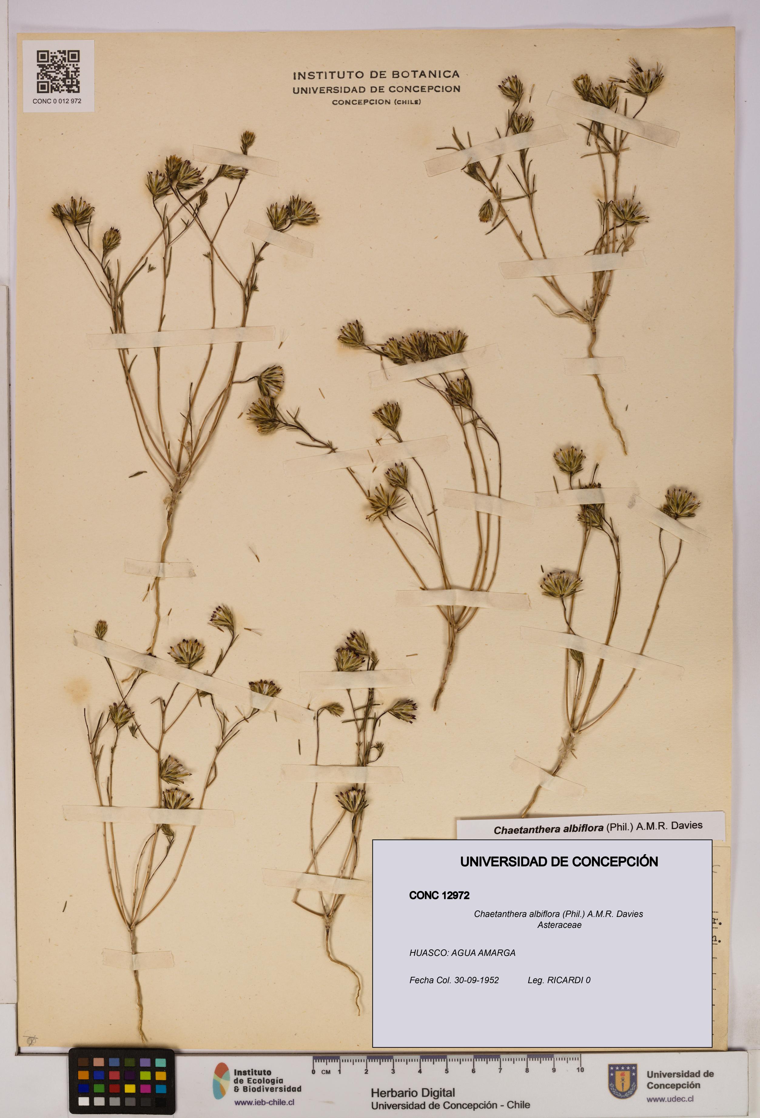 Chaetanthera albiflora [Espécimen: UDEC:CONC:0012972]