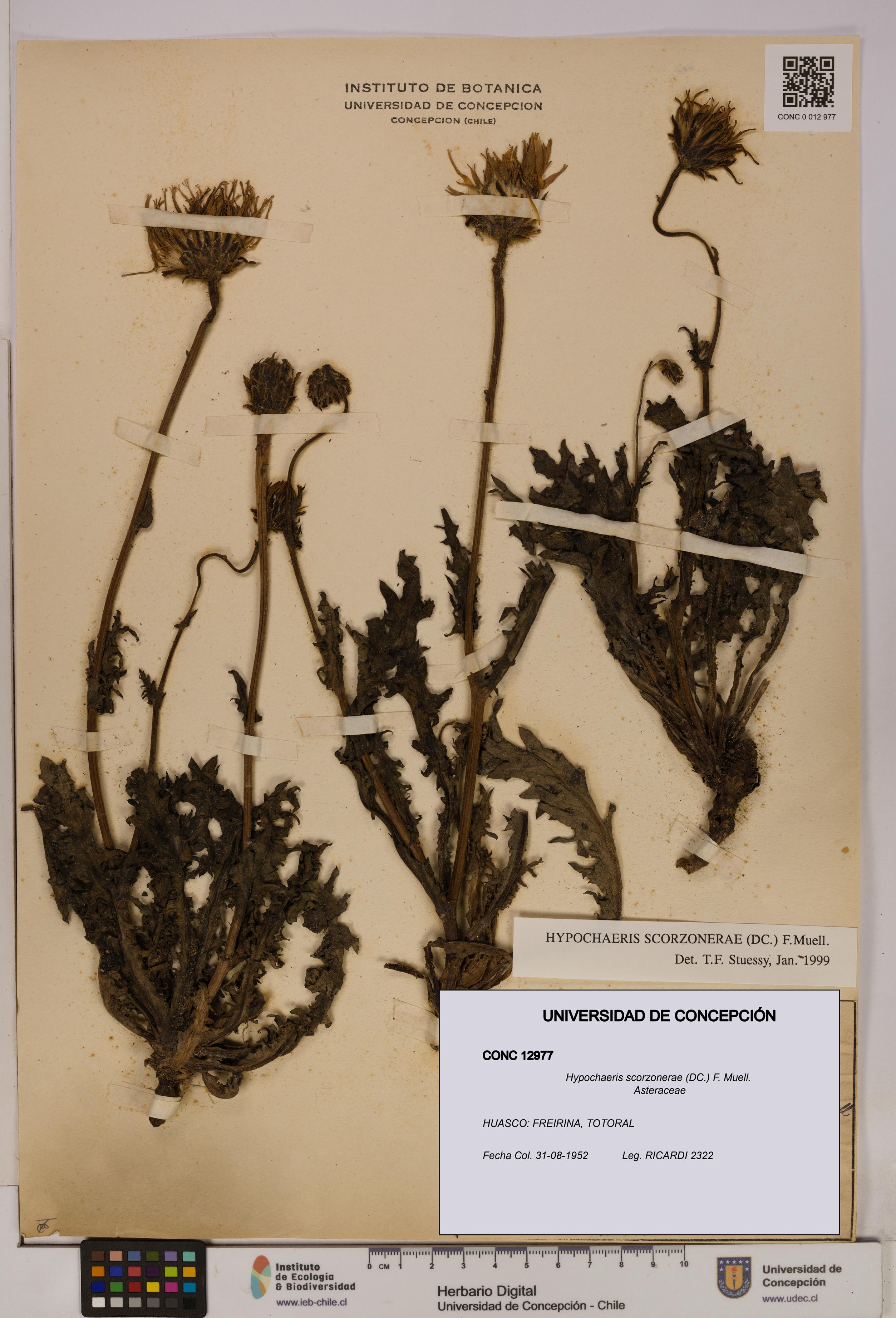 Hypochaeris scorzonerae [Espécimen: UDEC:CONC:0012977]