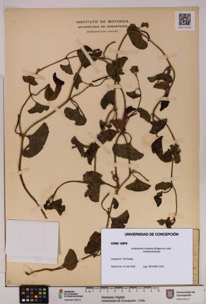Aristolochia chilensis [Espécimen: UDEC:CONC:0012978]