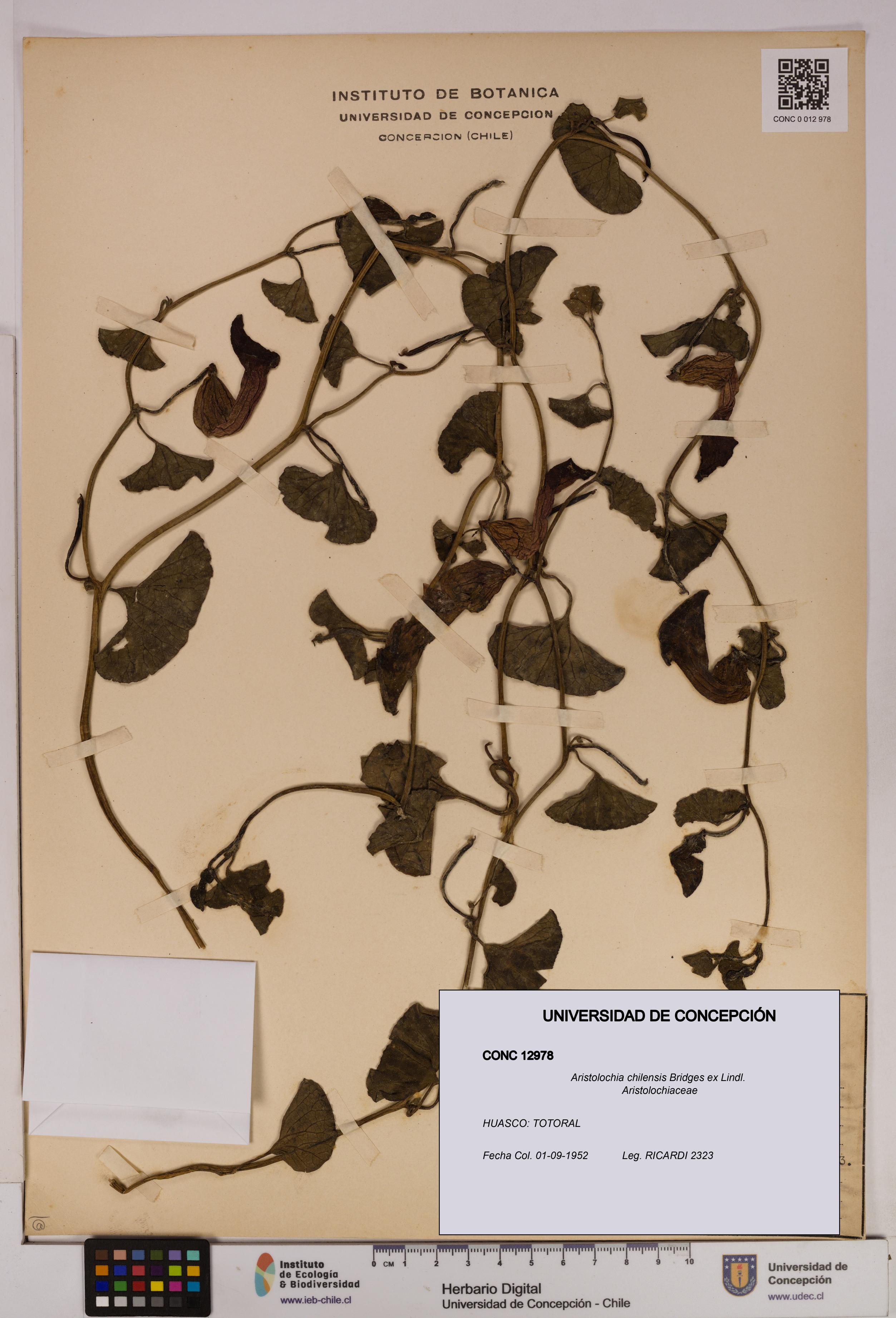 Aristolochia chilensis [Espécimen: UDEC:CONC:0012978]