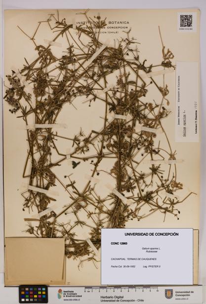 Galium aparine [Espécimen: UDEC:CONC:0012983]