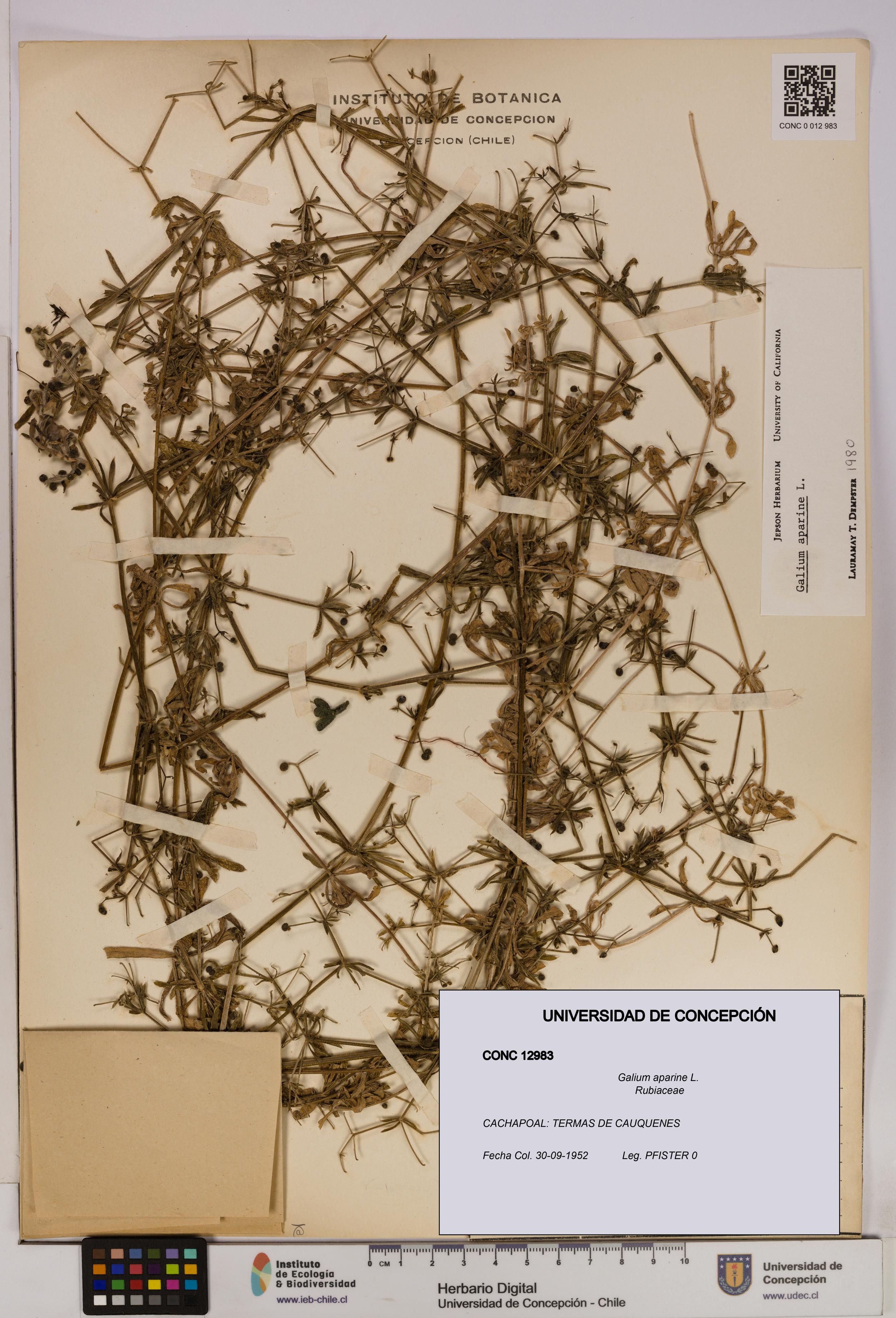 Galium aparine [Espécimen: UDEC:CONC:0012983]