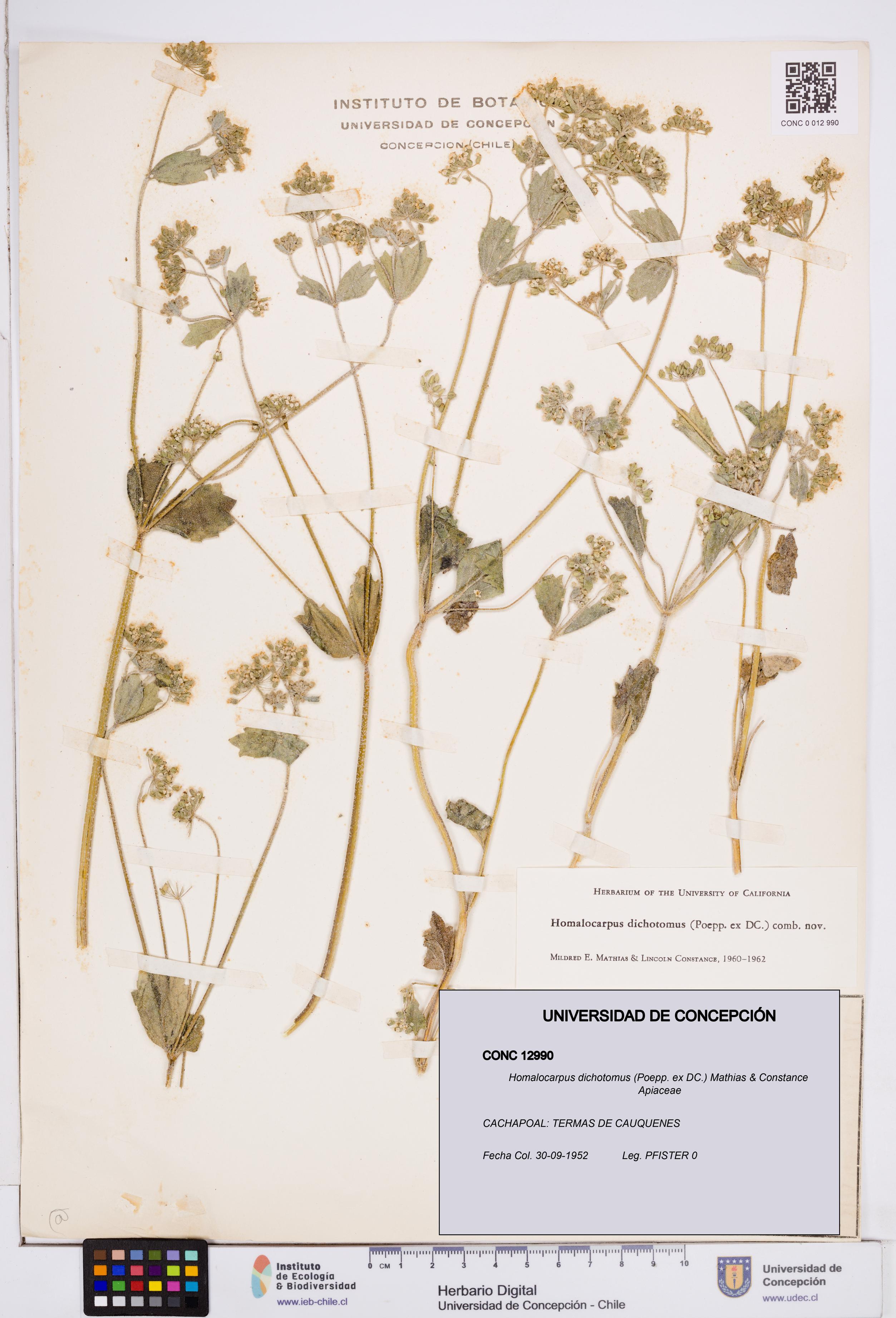 Homalocarpus dichotomus [Espécimen: ]
