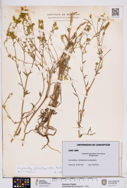Cryptantha globulifera [Espécimen: ]
