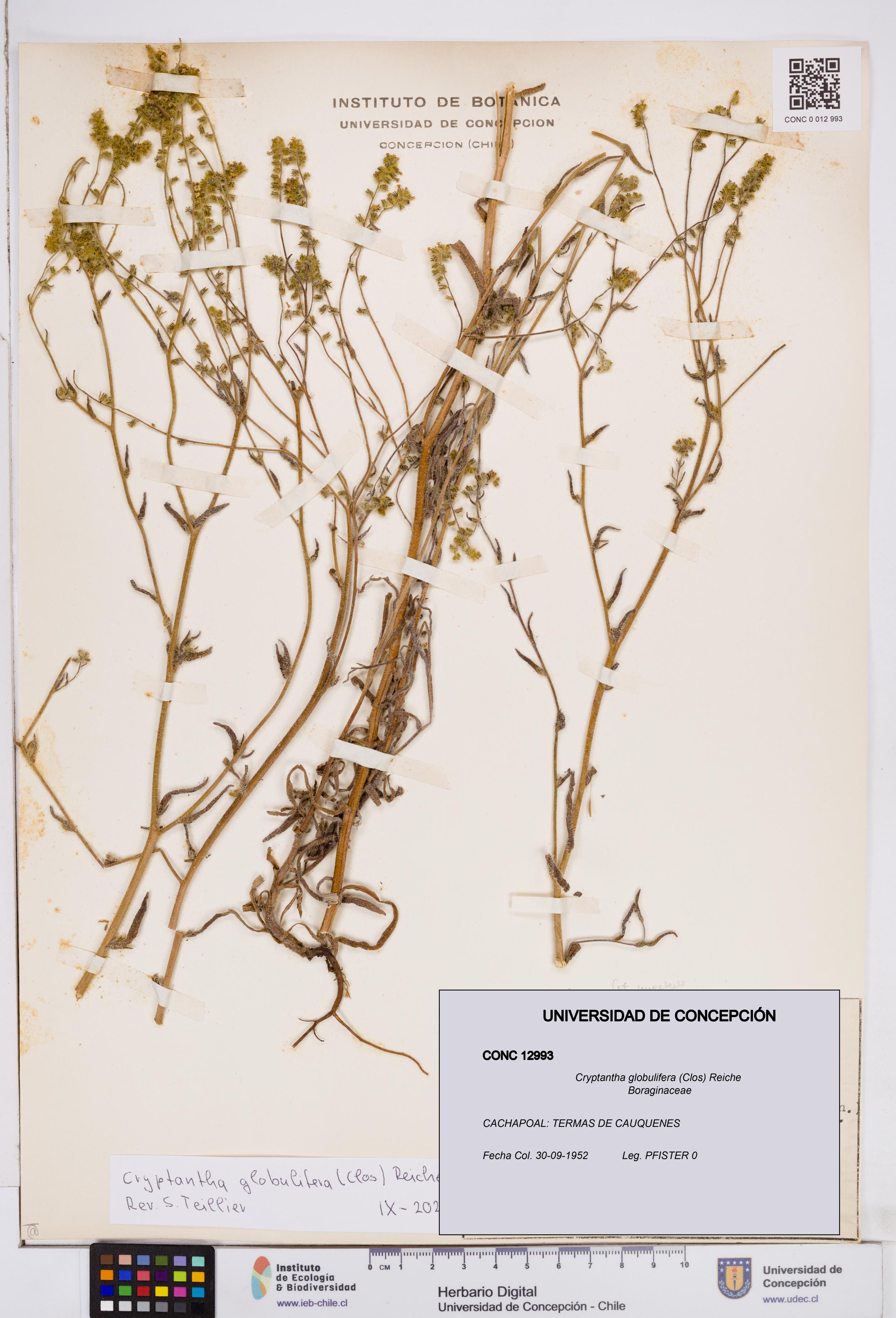 Cryptantha globulifera [Espécimen: ]