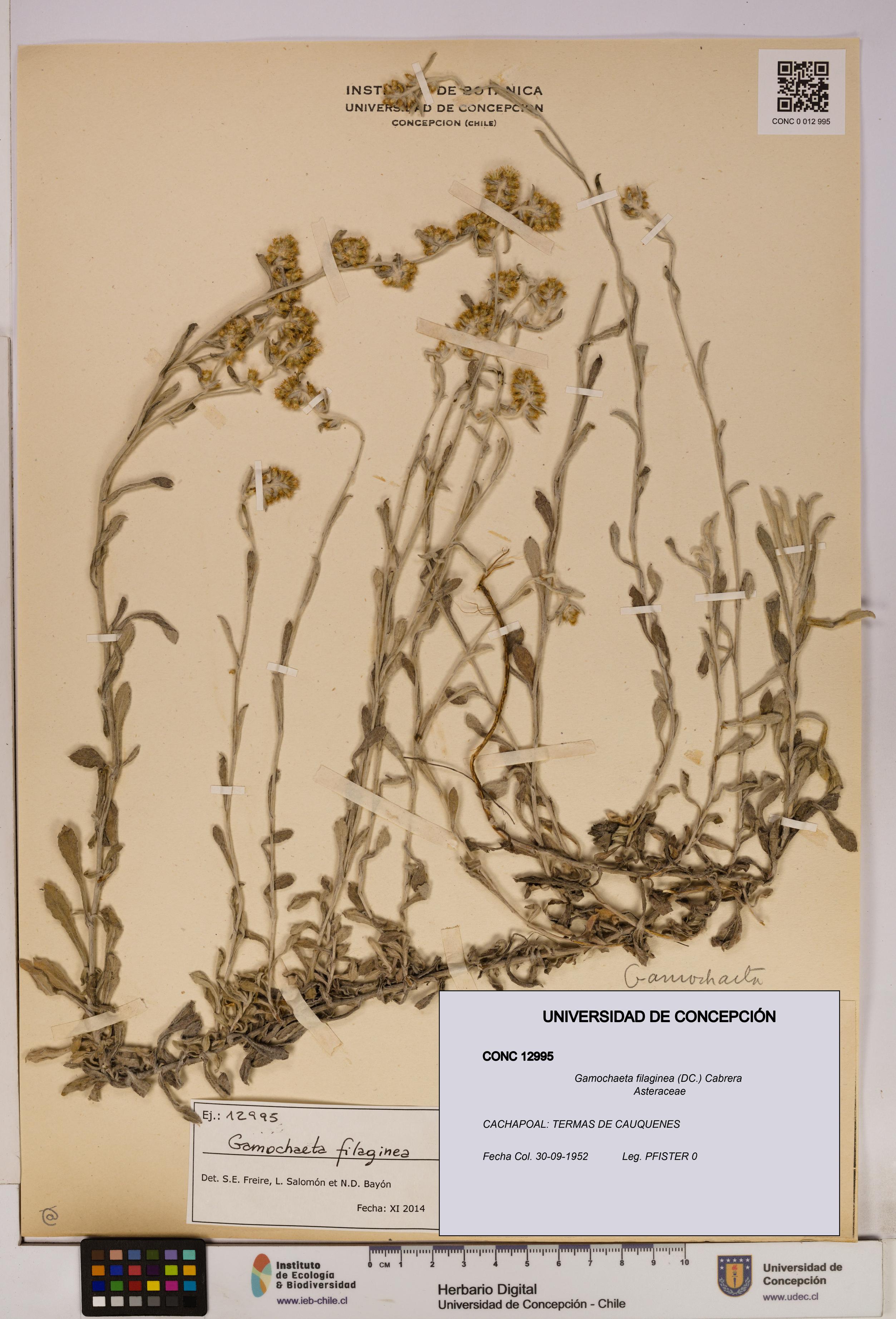 Gamochaeta filaginea [Espécimen: UDEC:CONC:0012995]