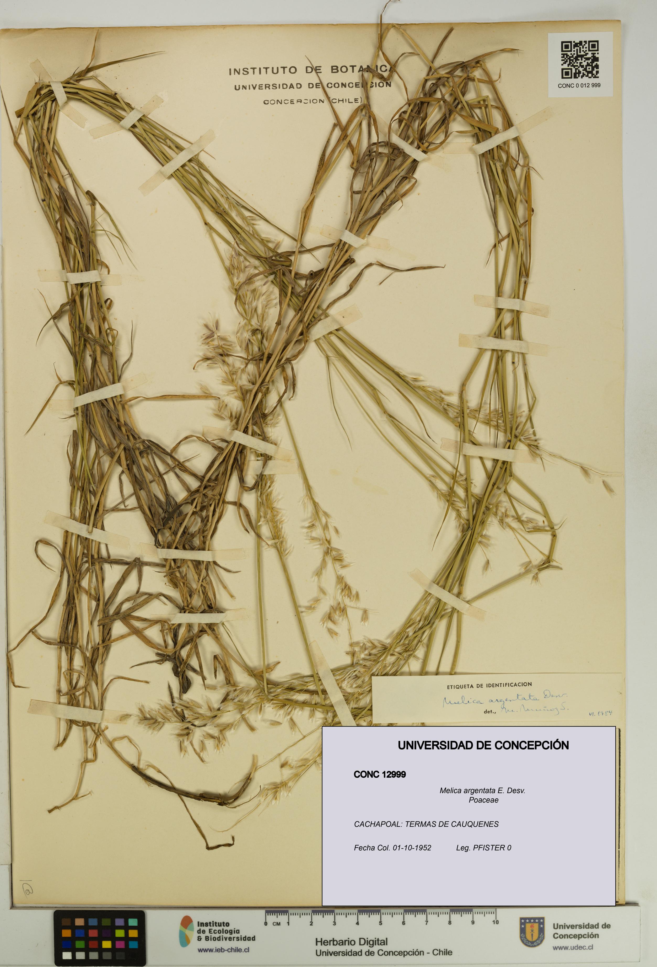 Melica argentata [Espécimen: UDEC:CONC:0012999]