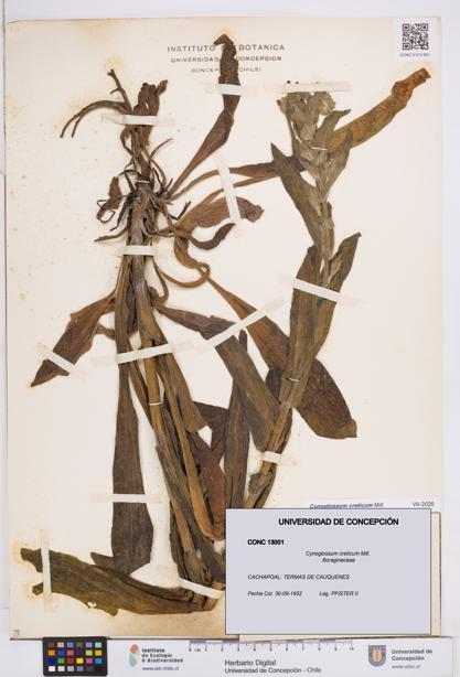 Cynoglossum creticum [Espécimen: ]