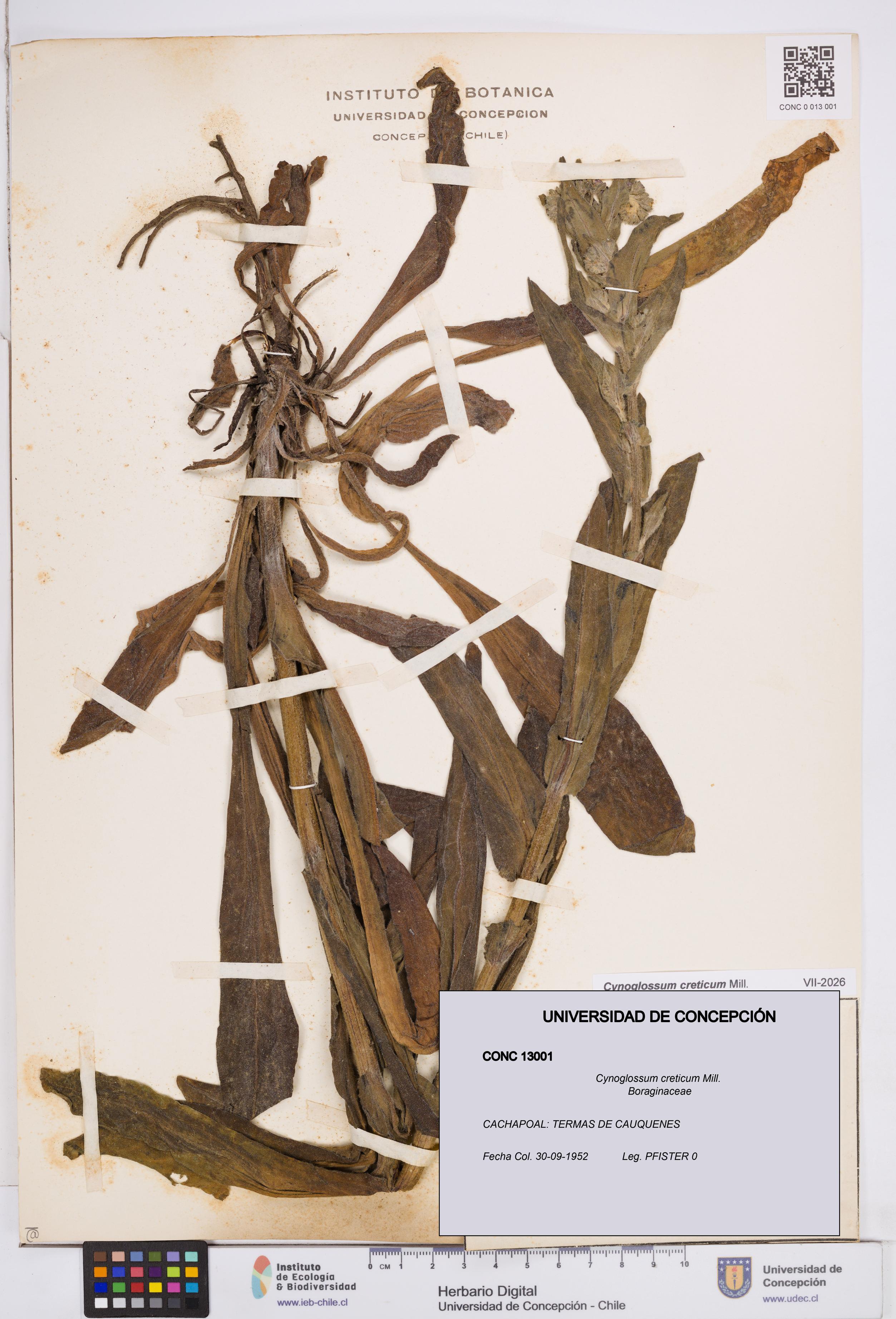 Cynoglossum creticum [Espécimen: ]