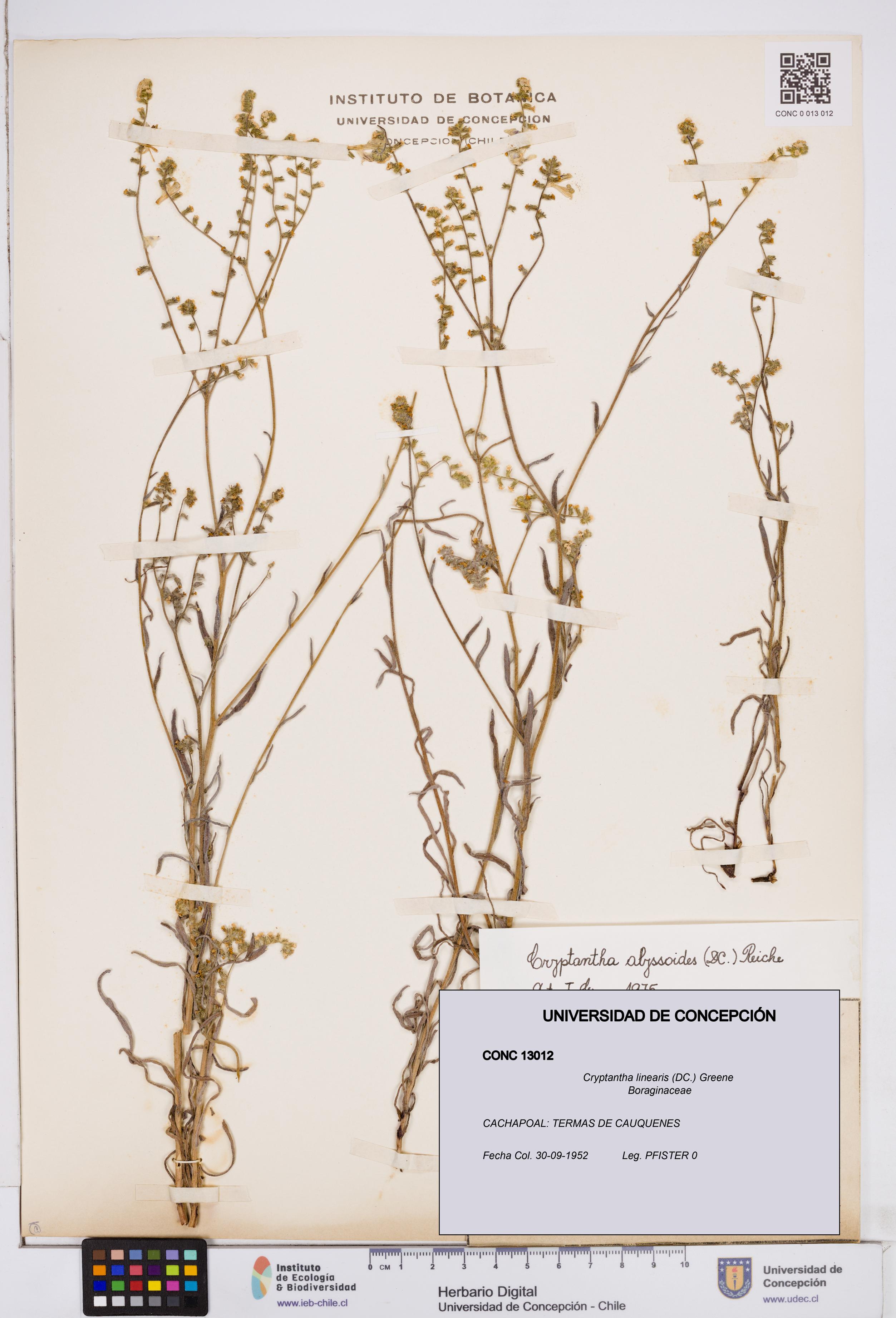 Cryptantha linearis [Espécimen: ]