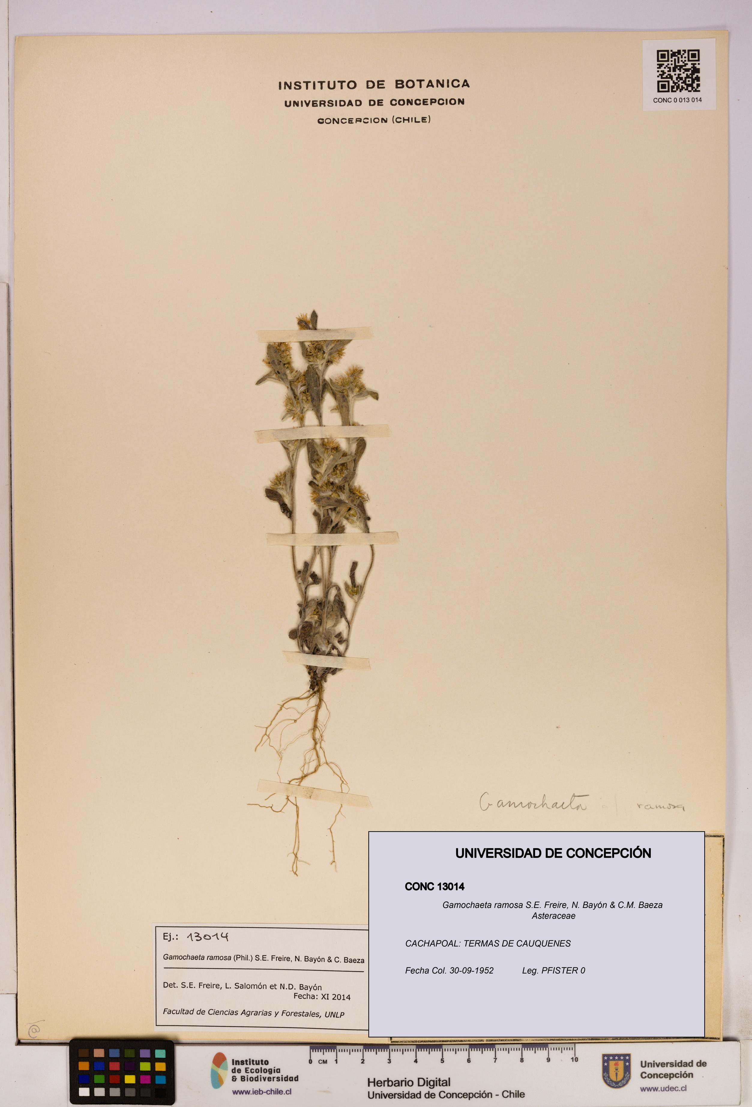 Gamochaeta ramosa [Espécimen: UDEC:CONC:0013014]