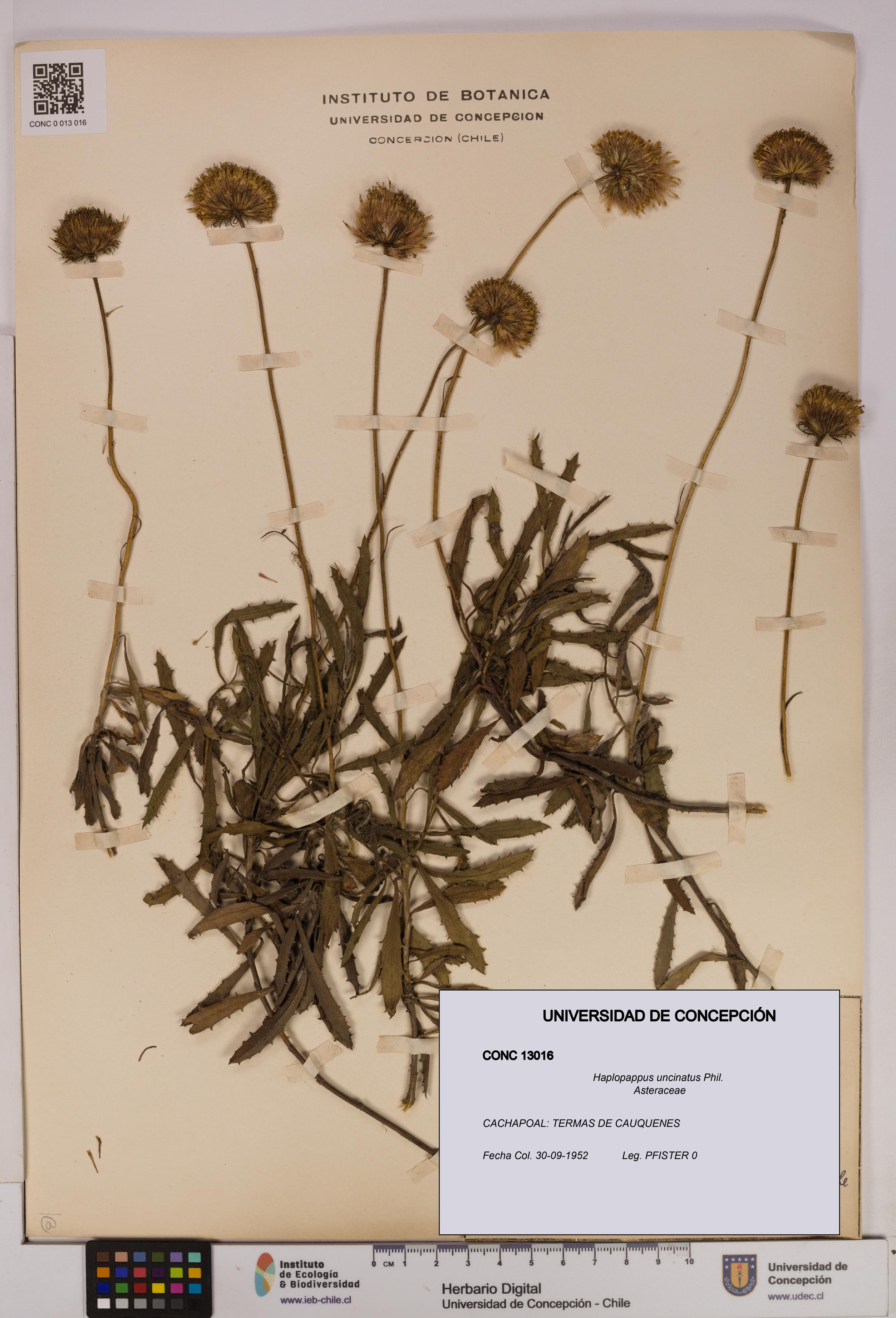 Haplopappus uncinatus [Espécimen: UDEC:CONC:0013016]