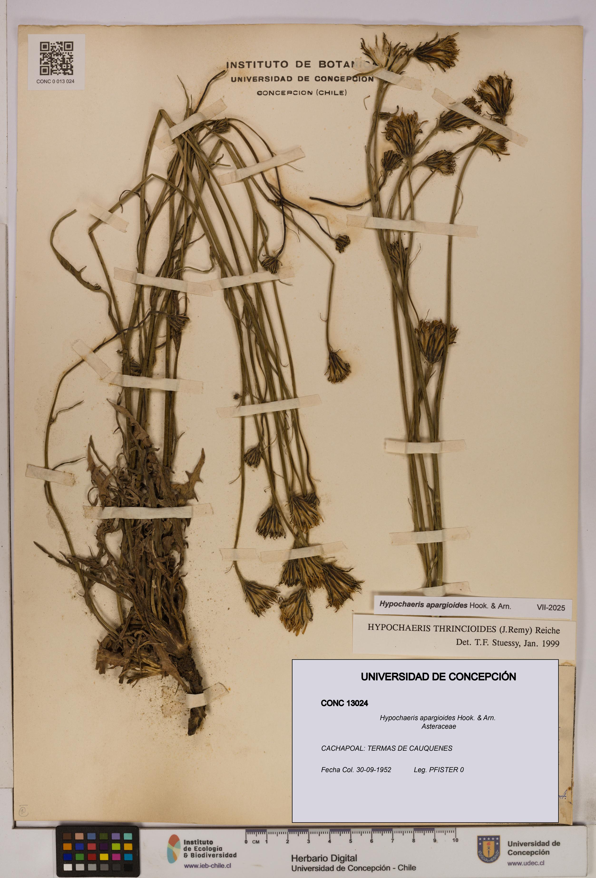 Hypochaeris apargioides [Espécimen: UDEC:CONC:0013024]