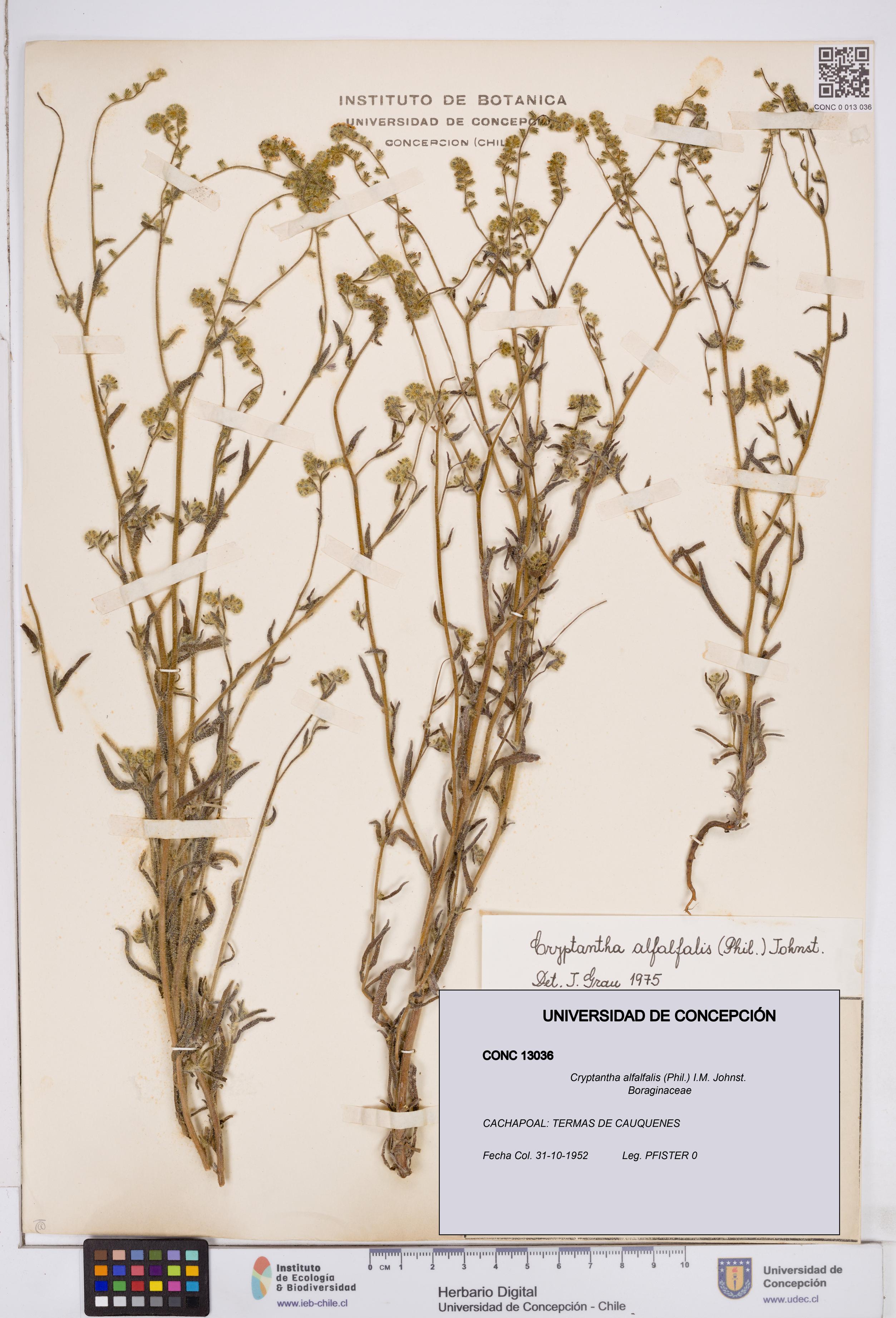 Cryptantha alfalfalis [Espécimen: ]