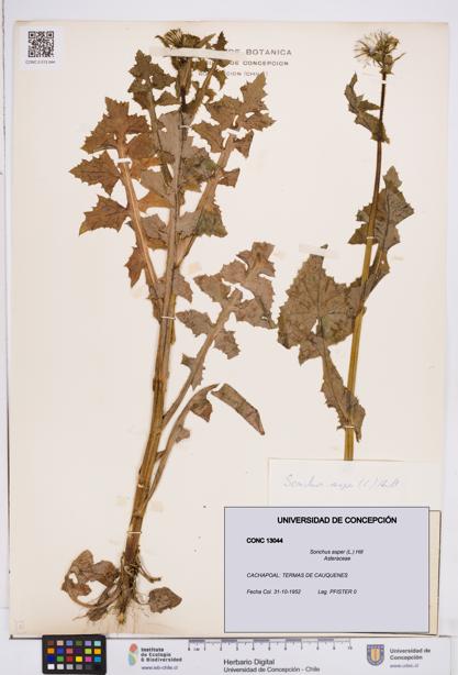 Sonchus asper [Espécimen: ]