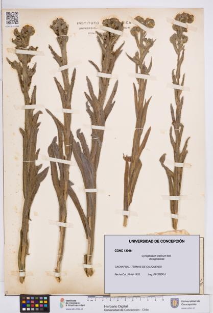 Cynoglossum creticum [Espécimen: ]