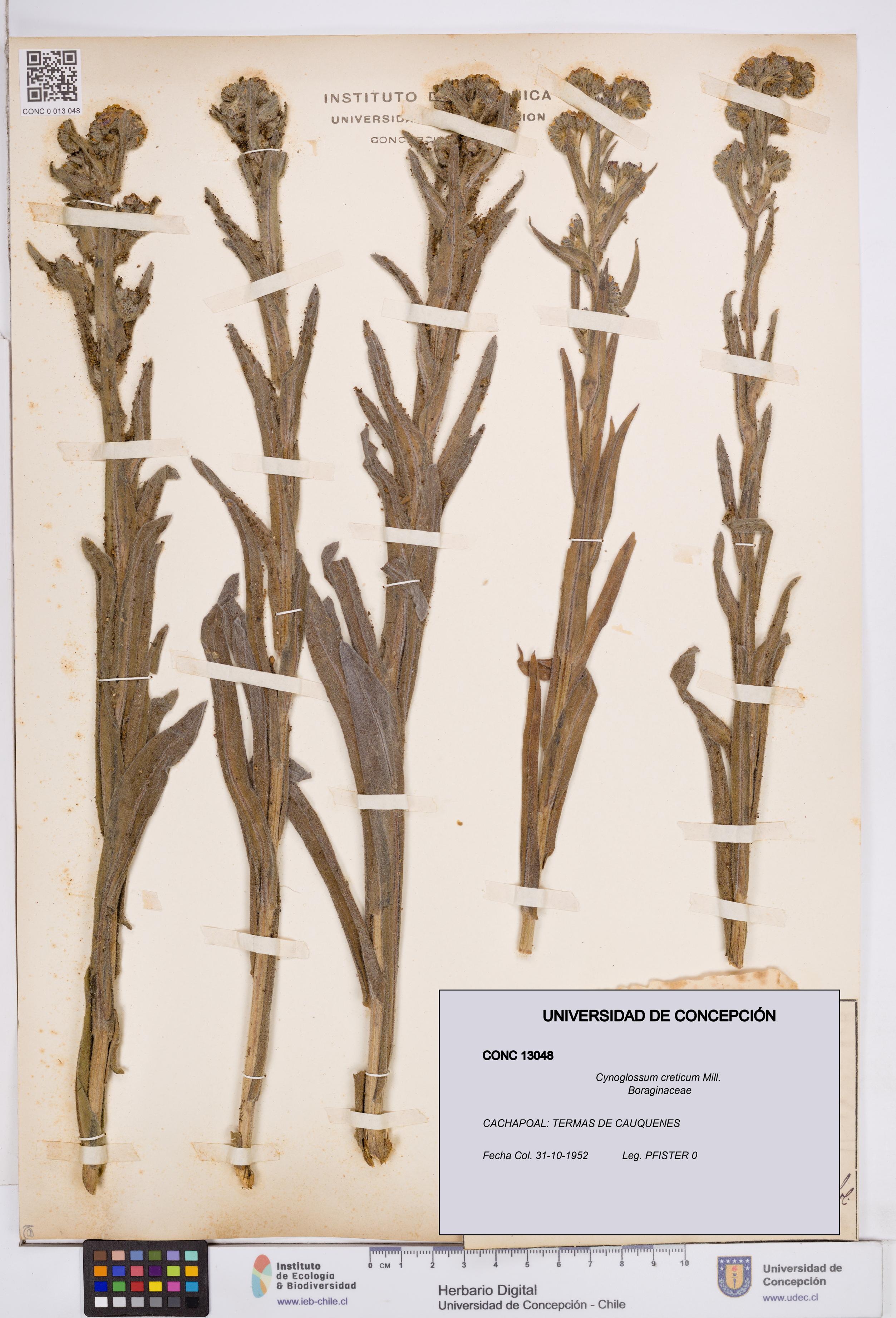 Cynoglossum creticum [Espécimen: ]