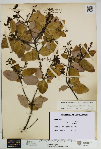 Cryptocarya alba [Espécimen: UDEC:CONC:0013052]