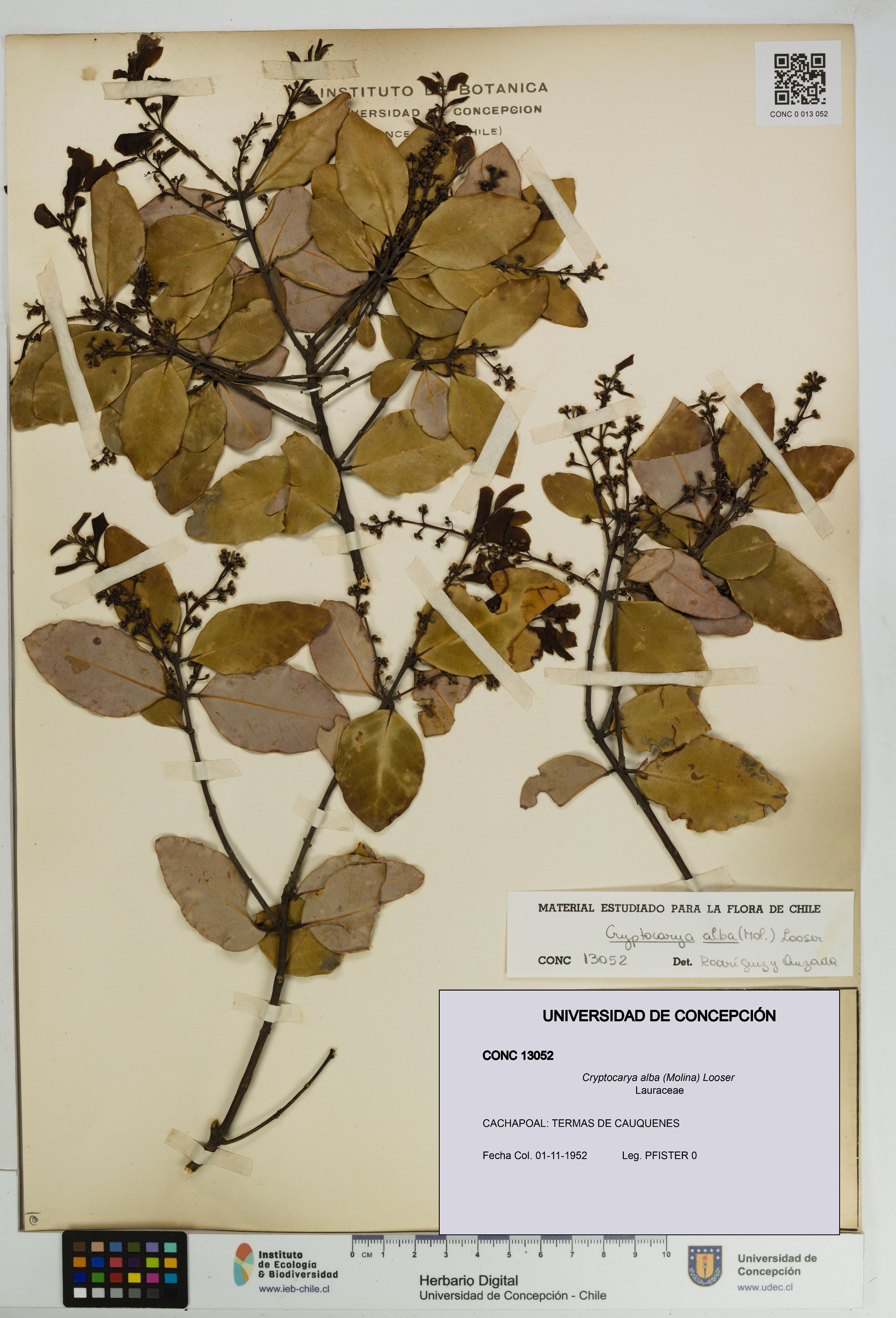 Cryptocarya alba [Espécimen: UDEC:CONC:0013052]
