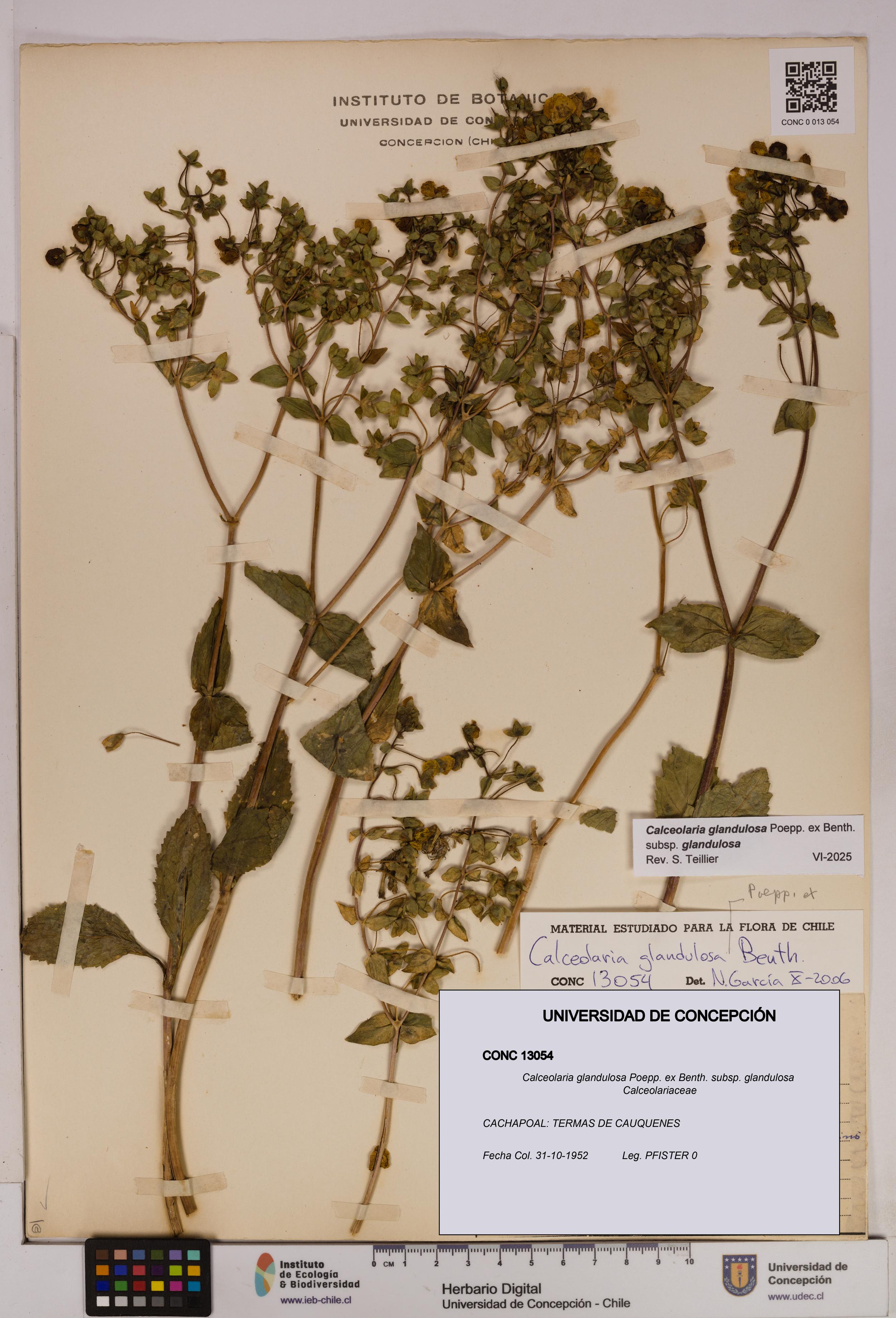 Calceolaria glandulosa [Espécimen: UDEC:CONC:0013054]